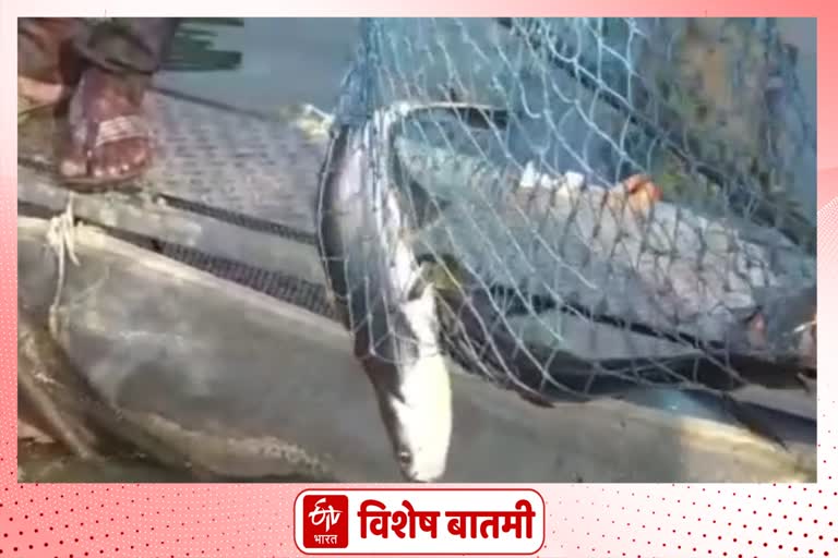 Cage fishing is a new source of income for farmers nandurbar