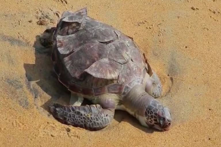 Turtle died off kollam cost  കടലാമ ചത്തടിഞ്ഞു  കൊല്ലം ബീച്ച്  ലൈഫ് ഗാർഡ് ടവറിന് സമീപം