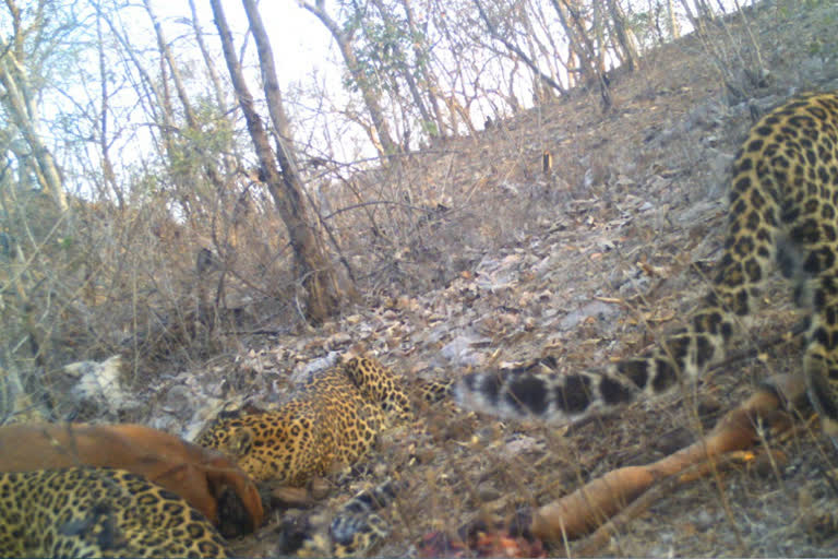 leopards