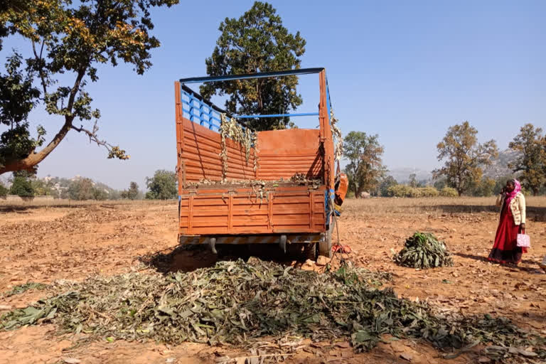 Five ganja smugglers arrested in simdega