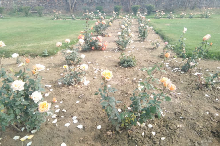 DDA built a Rose Garden on the vacant land in Dwarka