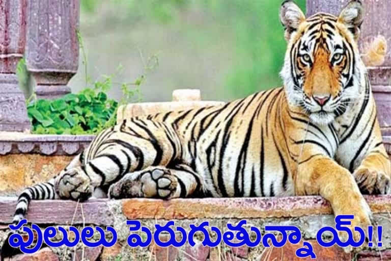 tiger reserves in india tiger census in india and gradually increasing the number of tigers