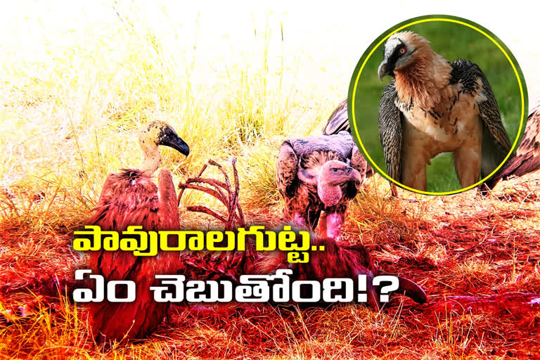 vultures-on-the-verge-of-extinction-in-telangana