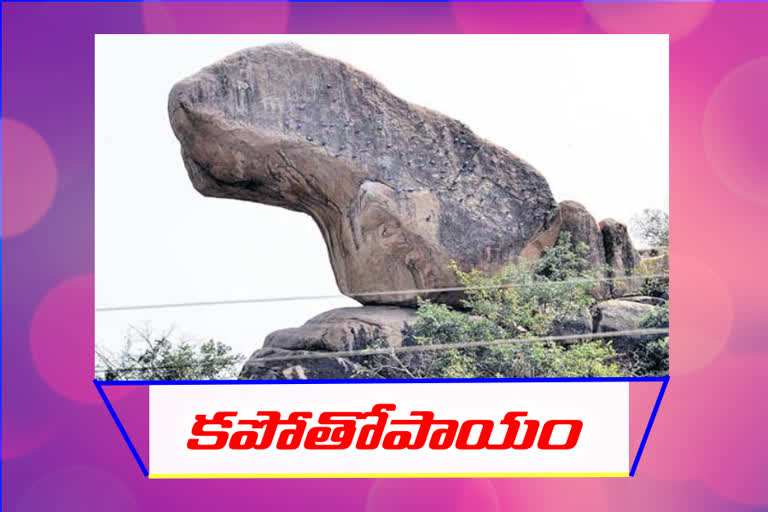 near the Devarakadra Lake in the Mahabubnagar District pigeons sit where there are no nests