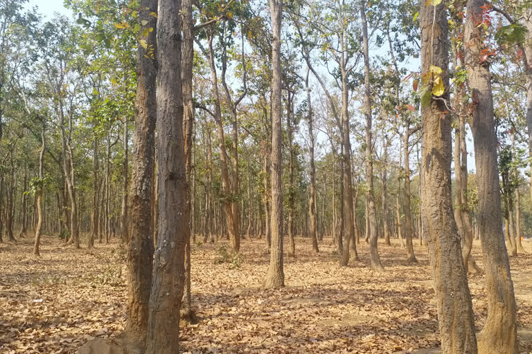 Sal forests of Bastar- Villagers' treasure trove