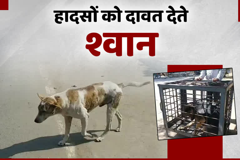 stray dogs in bhilwara, भीलवाड़ा में आवारा श्वान