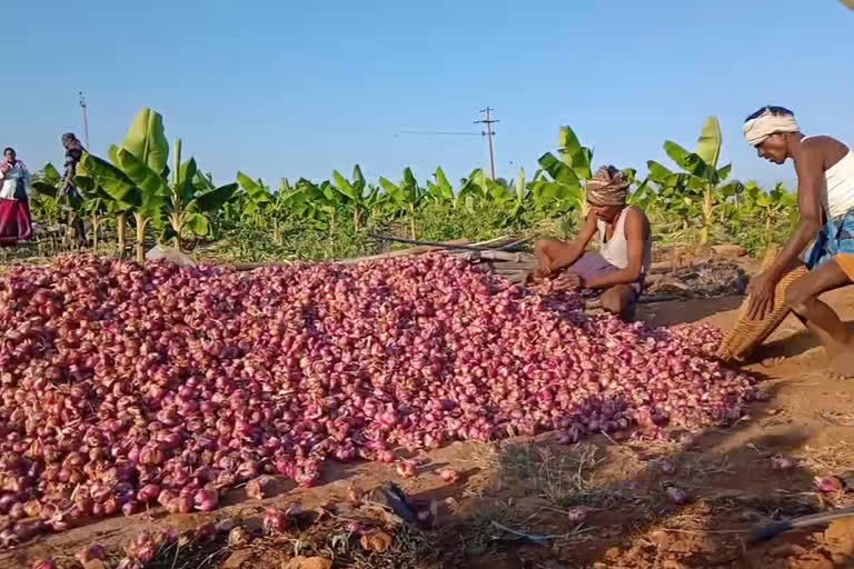 Intensity of onion harvest in Erode because of price hike