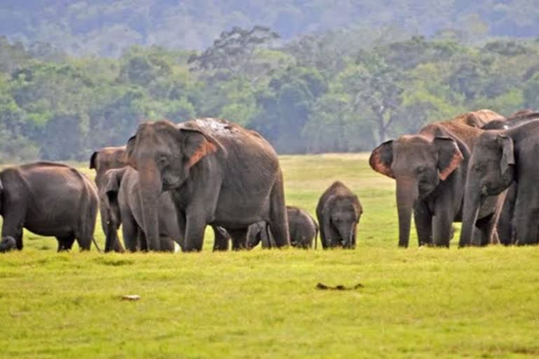 elephants, odisha, kalahandi