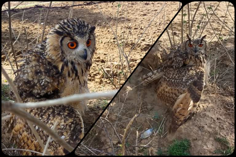 rare species of bird in rajasthan