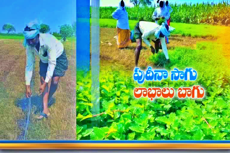 mint cultivation at mangapuram in khammam district