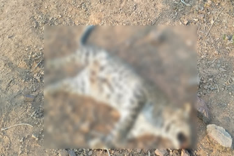 Leopard body found in Maihar Amadra area causing panic