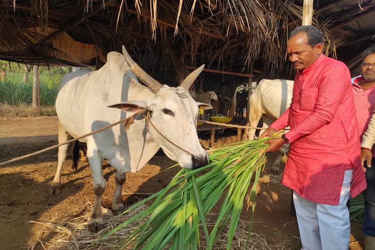 ಗೋ ಶಾಲೆಗೆ ಸಚಿವ ಪ್ರಭು ಚವ್ಹಾಣ್ ಭೇಟಿ