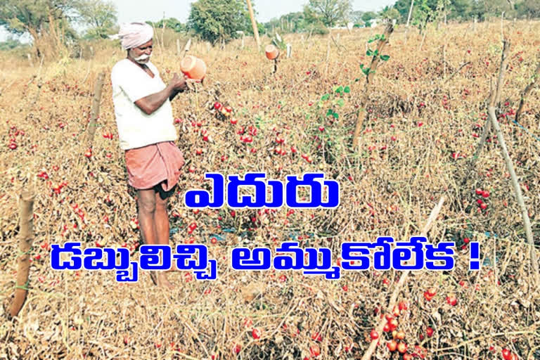 losses to farmers for tomato crop in Vikarabad district