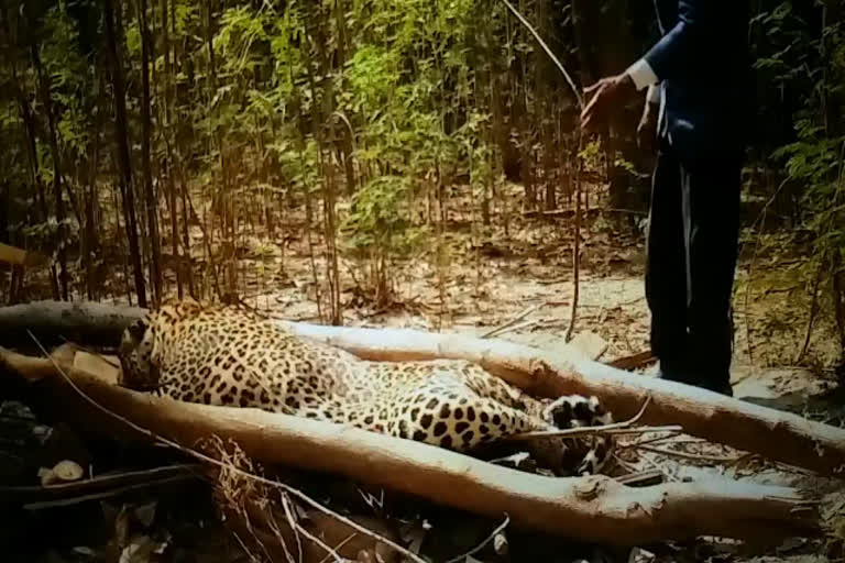 Adult leopard carcass found in Jawahar Garh forest