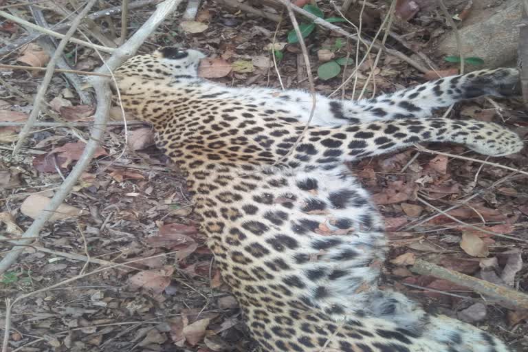 Leopard found dead in kawardha