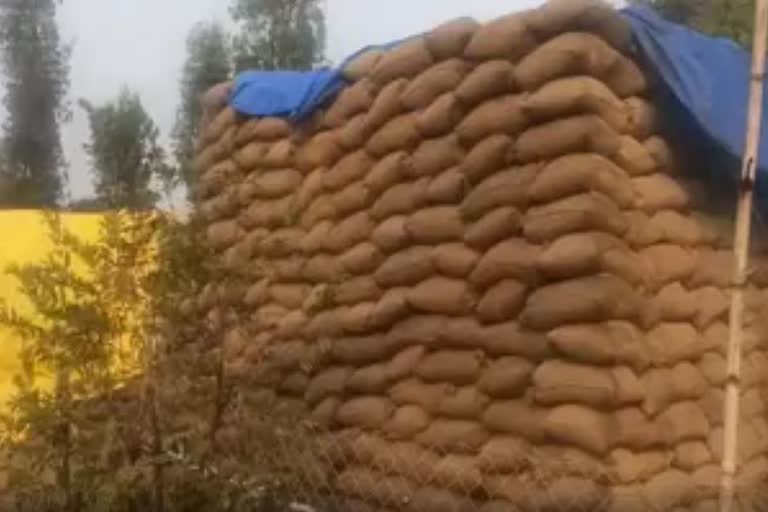 paddy-got-wet-due-to-heavy-rain-in-bilaspur