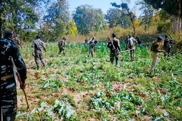 district police destroyed illegal poppy cultivation in seraikela