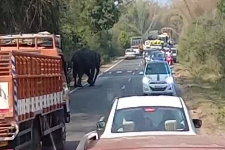 satyamangalam-to-mysore-national-highway-blocked-by-an-elephant-in-thimbam