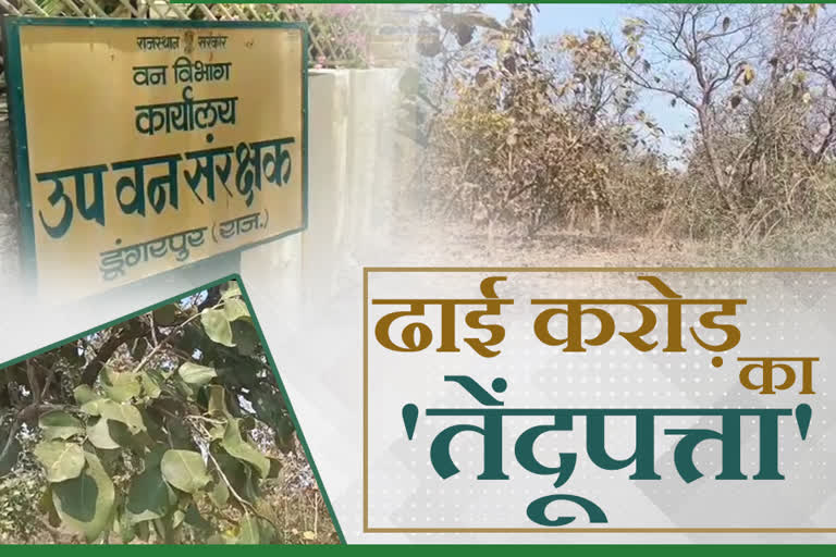 2.47 crore income from Tendupatta in dungarpur, Forest dwellers employment dungarpur, Tendupatta forests in Dungarpur, Beedi Industry from Tendupatta dungarpur, forest department dungarpur Earnings from tendupatt, डूंगरपुर वनविभाग तेंदूपत्ता टेंडर, डूंगरपुर में तेंदूपत्ता संग्रहण उद्योग