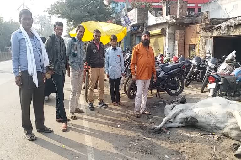 بارہ بنکی: سڑک کے کنارے تڑپ رہی گائے، کوئی پرسانِ حال نہیں