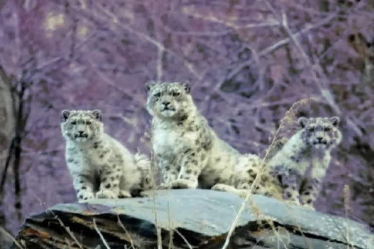 female-snow-leopard-spotted-with-her-two-cubs-in-lahul-spiti