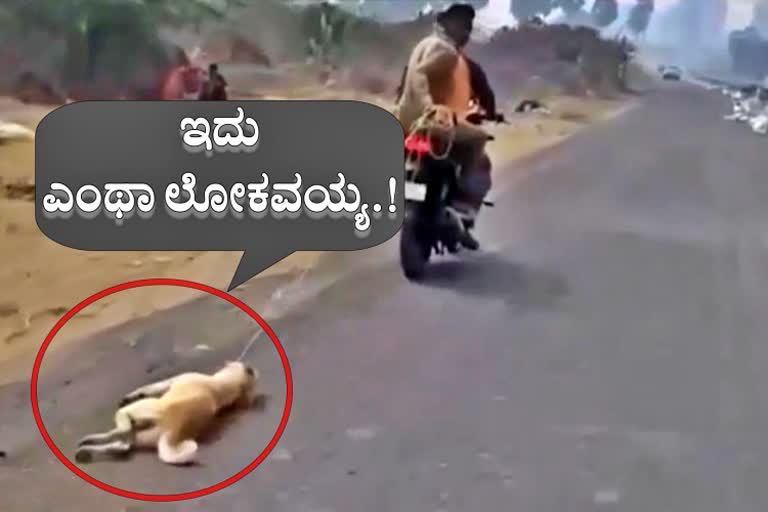 Dog tied with rope, dragged on road for over one km in Gujarat