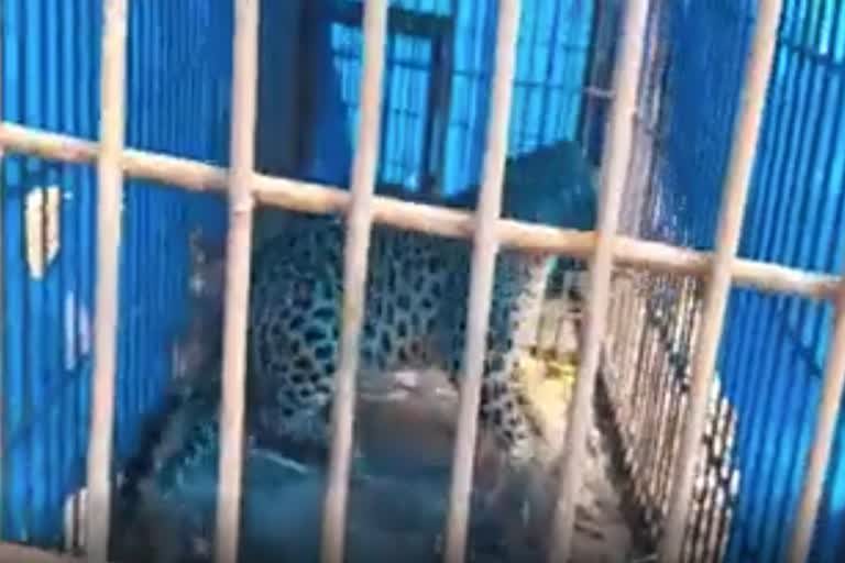 leopard-rescued-in-dibrugarh