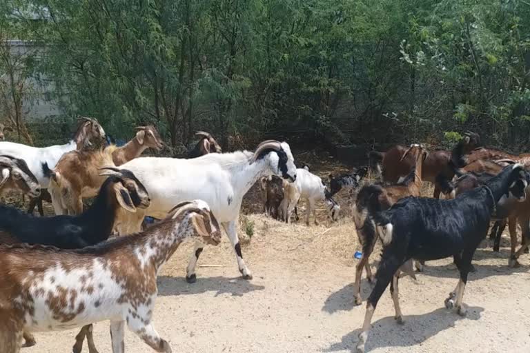 Sheeps are dying of various diseases at tumkur !