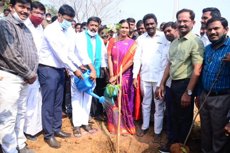 Medak mla padma devender reddy planted a plant at haveli ghanpur in kuchanpally village on cm kcr birthday