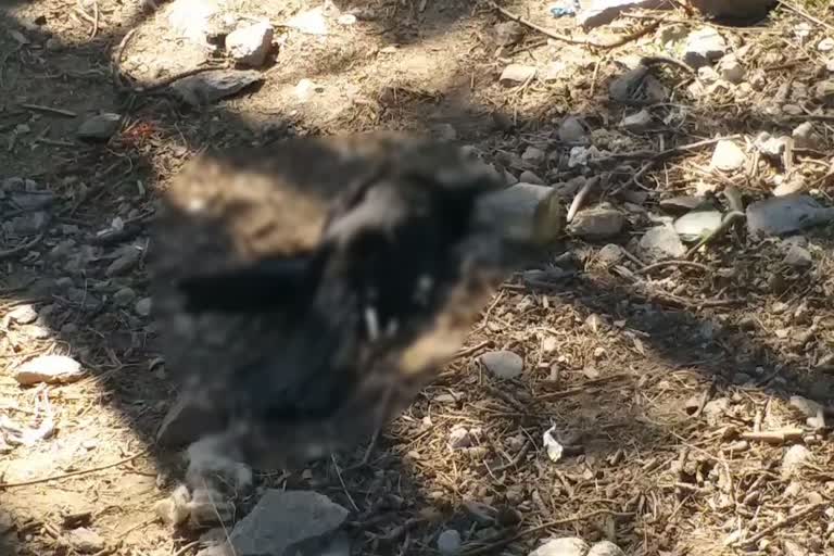 dead-crows-found-in-recangpo-kinnaur