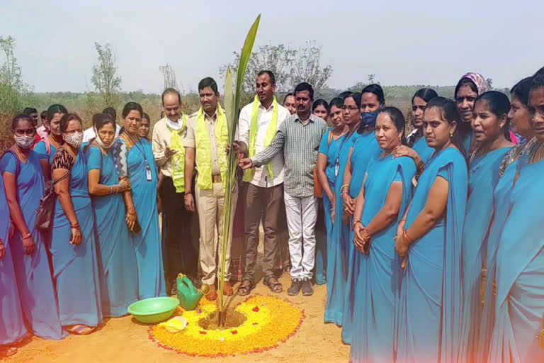 Singareni officials organized a harithaharam program in Mandamarri on the occasion of KCRs birthday