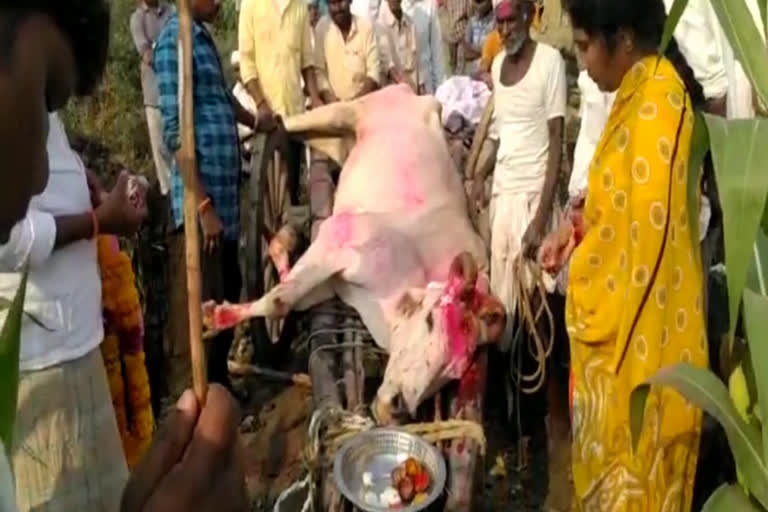 farmer conducted a bull funeral in Bhainsa, Nirmal district