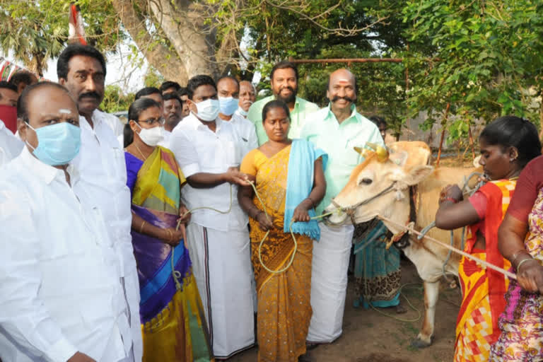 விலையில்லா கறவை மாடுகள் வழங்கும் நிகழ்ச்சி