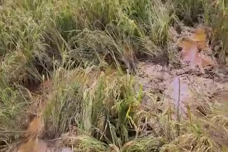 wild boar became threat  കാട്ടുപന്നി ശല്യം  Wild boar  കർഷകർക്ക് ഭീക്ഷണിയായി കാട്ടുപന്നി ശല്യം  തളിപ്പറമ്പ് കുപ്പം  Wild boar attack