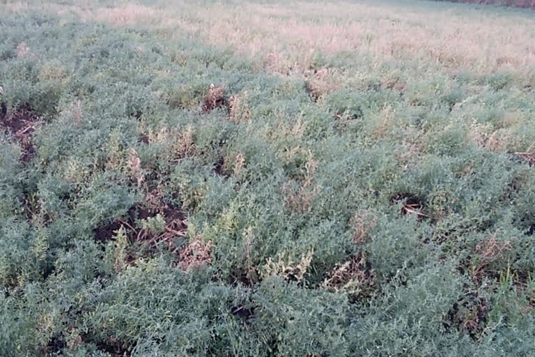 Paddy deteriorating due to heavy rain in pandariya