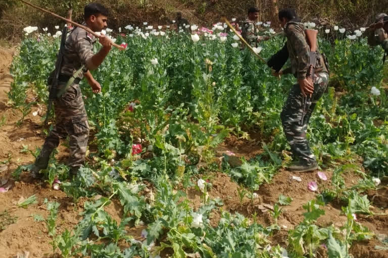 opium cultivation in Bundu subdivision