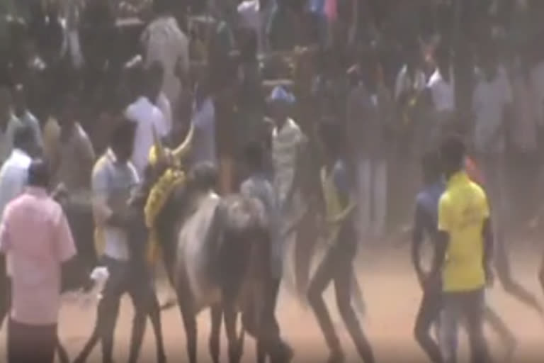 jallikattu