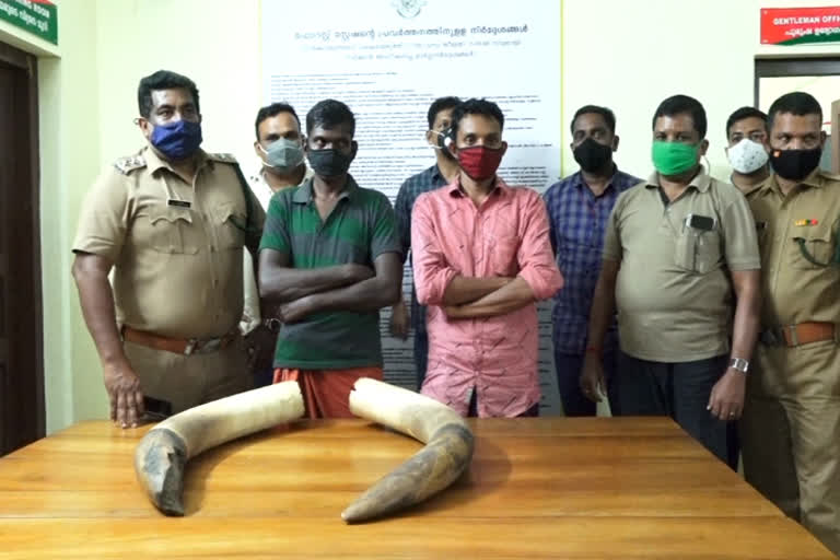 forest rangers  elephant horns idukki  adimali  arrested by forest rangers  ആന കൊമ്പുകളുമായി മൂന്ന് പേർ പൊലീസ് പിടിയിൽ  ആന കൊമ്പ്  ഇടുക്കി അടിമാലി  വാളറ ഫോറസ്റ്റ് സ്റ്റേഷൻ  ആദിവാസി