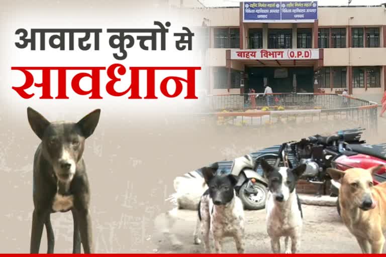 people-upset-by-stray-dogs-in-dhanbad