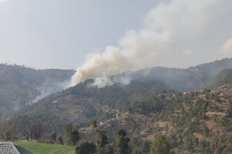 Pine forest burnt in fire in KARSOG