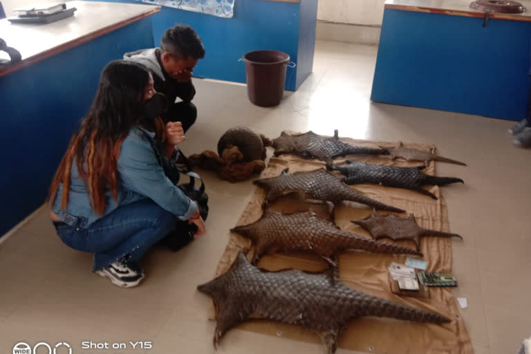 pangolins rescue in tinsukia