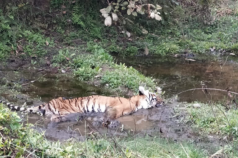 Man eating tigress caught