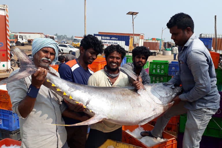 big fish catched to fisherman at uppada harber