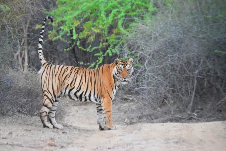 tiger in Qualji forest area, male tiger T110