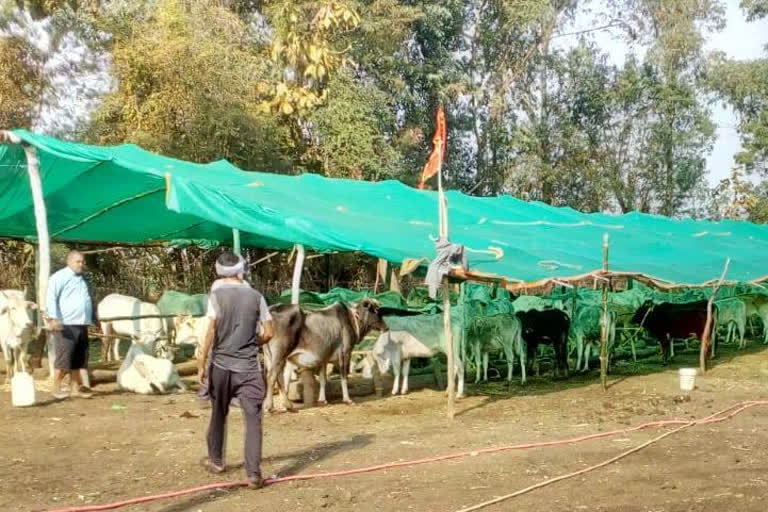 Villagers built cowshed