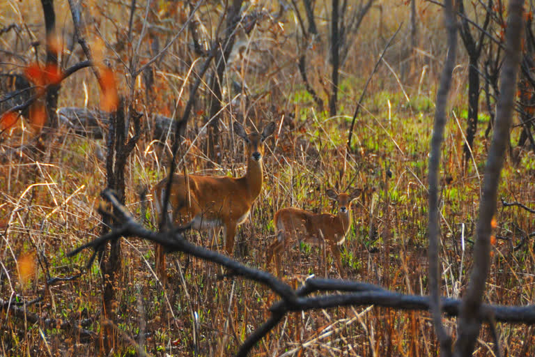 Wildlife Crime Control Bureau