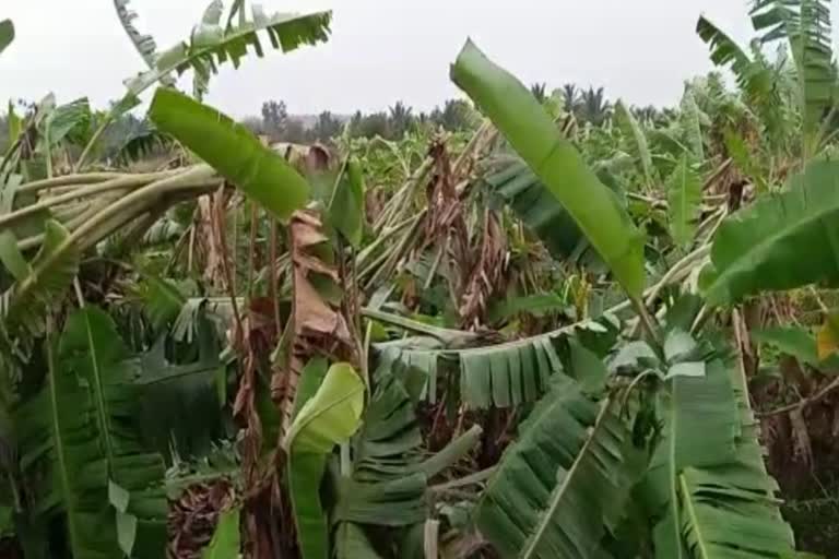 Heavy rain in Chitradurga district