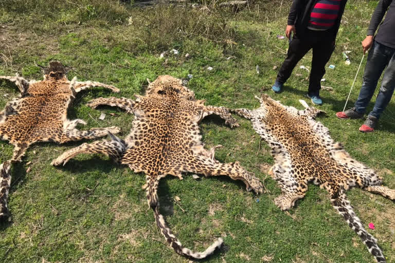 leopard skin case kangra