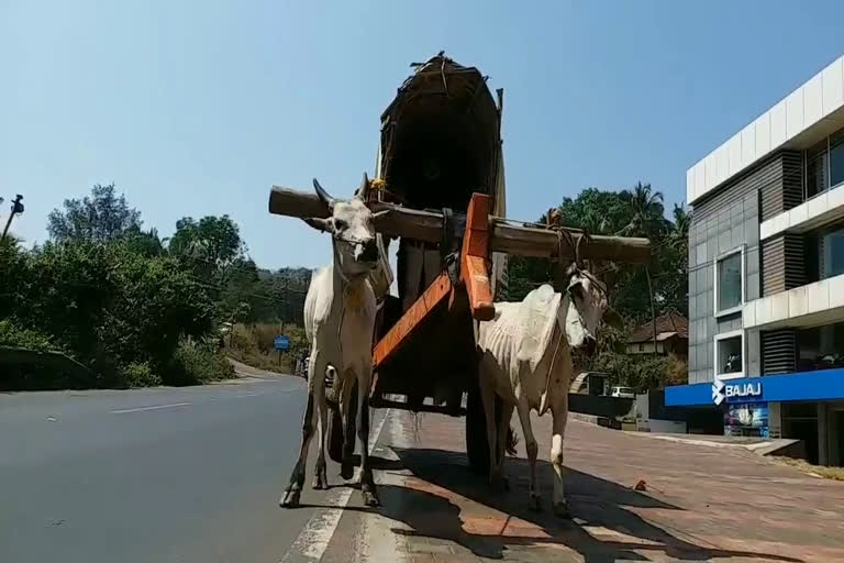 കാളവണ്ടിയില്‍ കേരള പര്യടനം  നാടന്‍ പശുക്കളുടെ സംരക്ഷണം  കണ്ണൂര്‍ ഗൃഹജ്യോതി ഗോശാല  Dairy farmers tour Kerala in bullock carts  protection of native cows in kasarkode