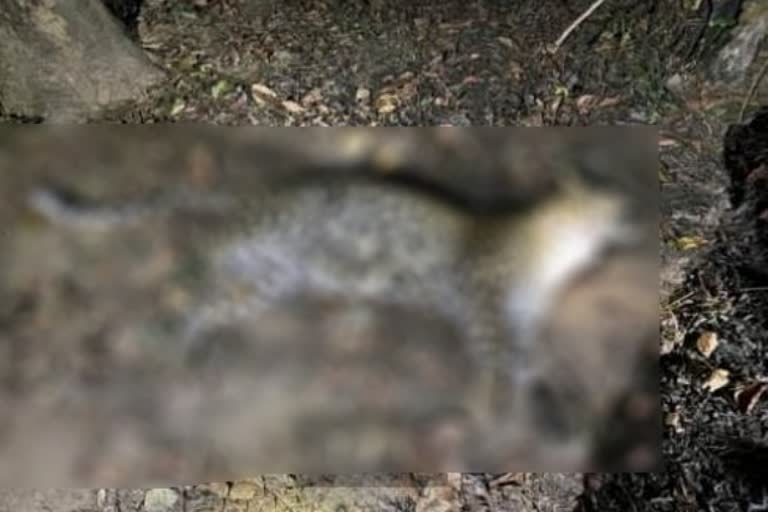 Male leopard found dead